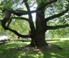 photo of a large, old tree photo of a large, old tree